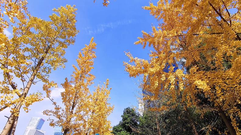 冬日里的美視——美視秋景暖陽(yáng)