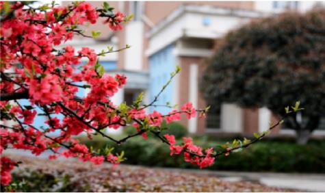 來吧！一起欣賞美視的校園風(fēng)景圖冊